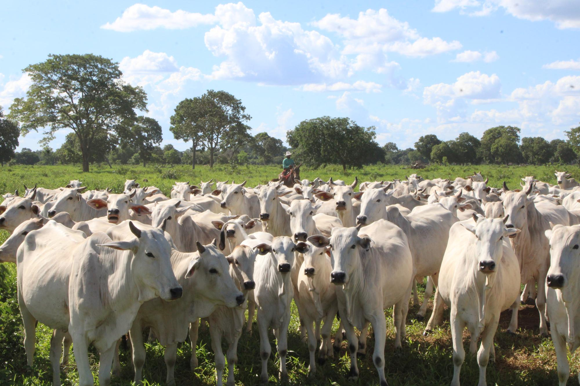 Projetos de Custeio Agrícola e Pecuário